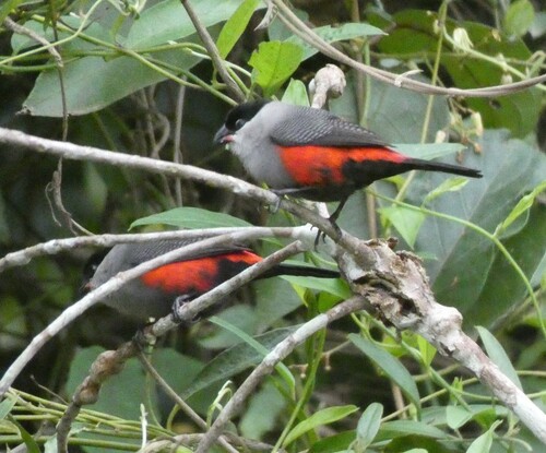 Black-headed Waxbill (Estrilda atricapilla), photo 6
