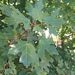 Acer hyrcanum stevenii - Photo no hay derechos reservados, subido por Андрей Тихонов