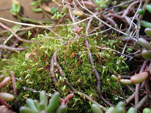 Image of Leptobryum pyriforme by (c) Henry Miller, some rights reserved (CC BY)