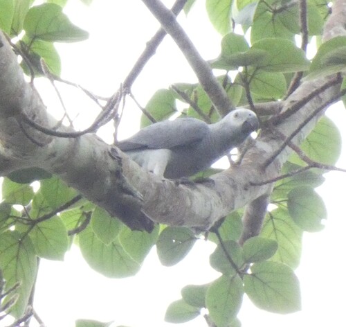 Parrot