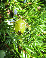 Chlorochroa juniperina
