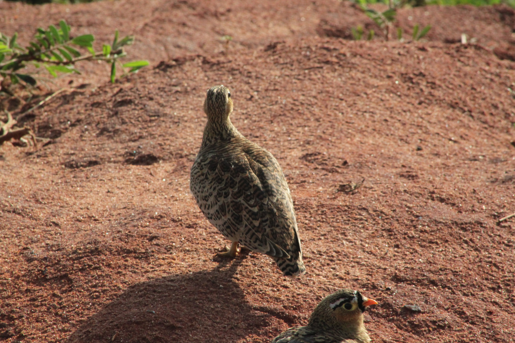 Black-faced Sandgrouse (Pterocles decoratus), photo 5