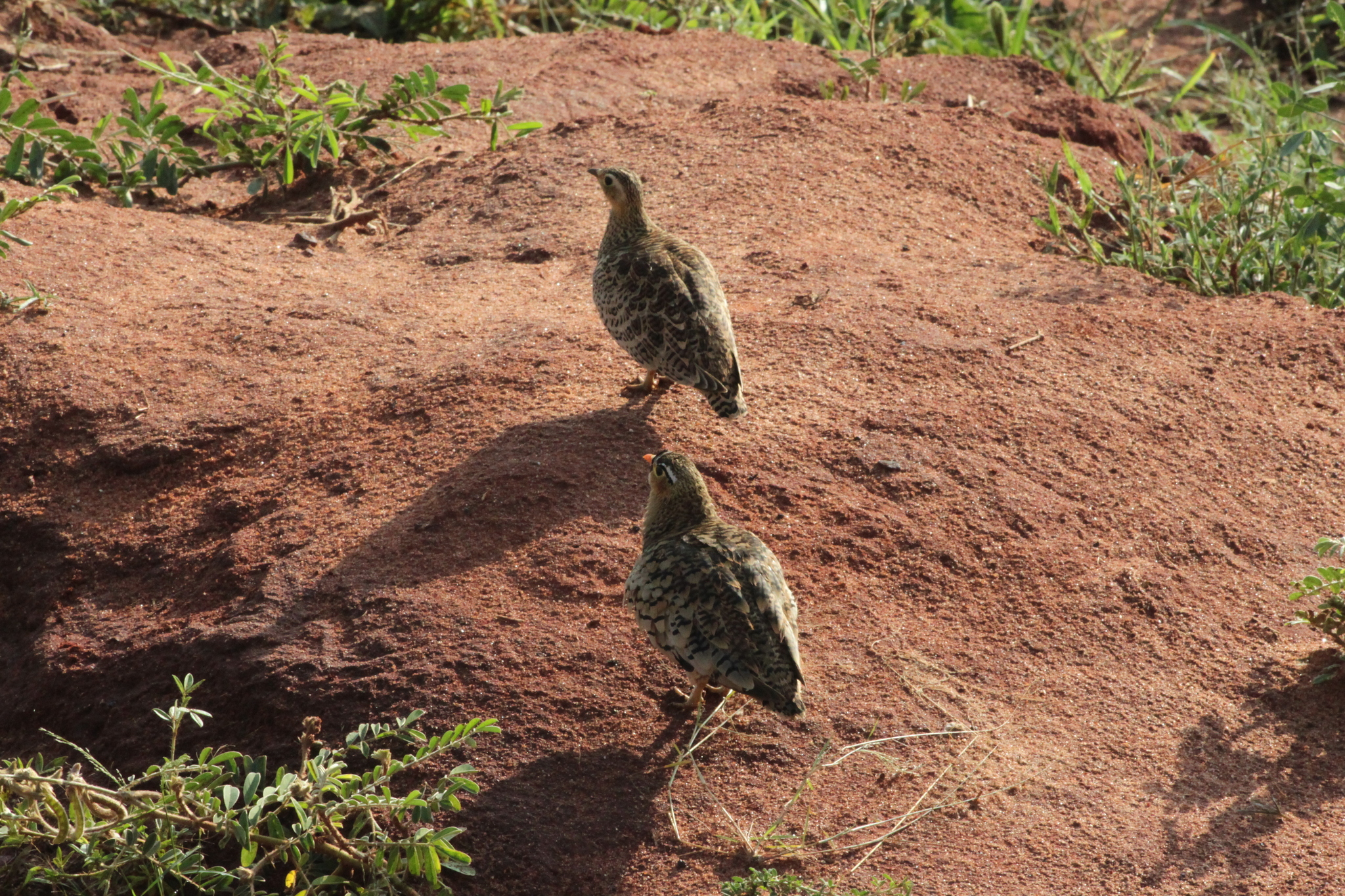 Black-faced Sandgrouse (Pterocles decoratus), photo 4