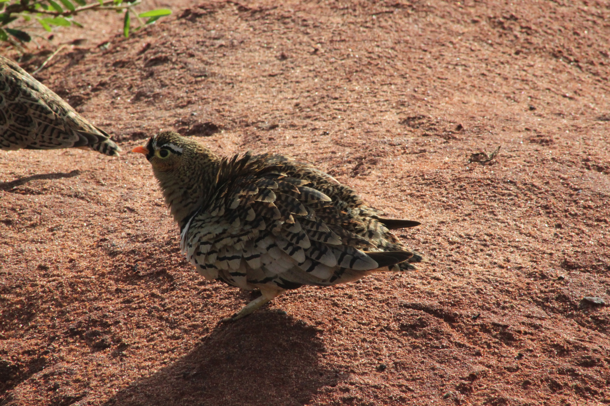 Black-faced Sandgrouse (Pterocles decoratus), photo 2