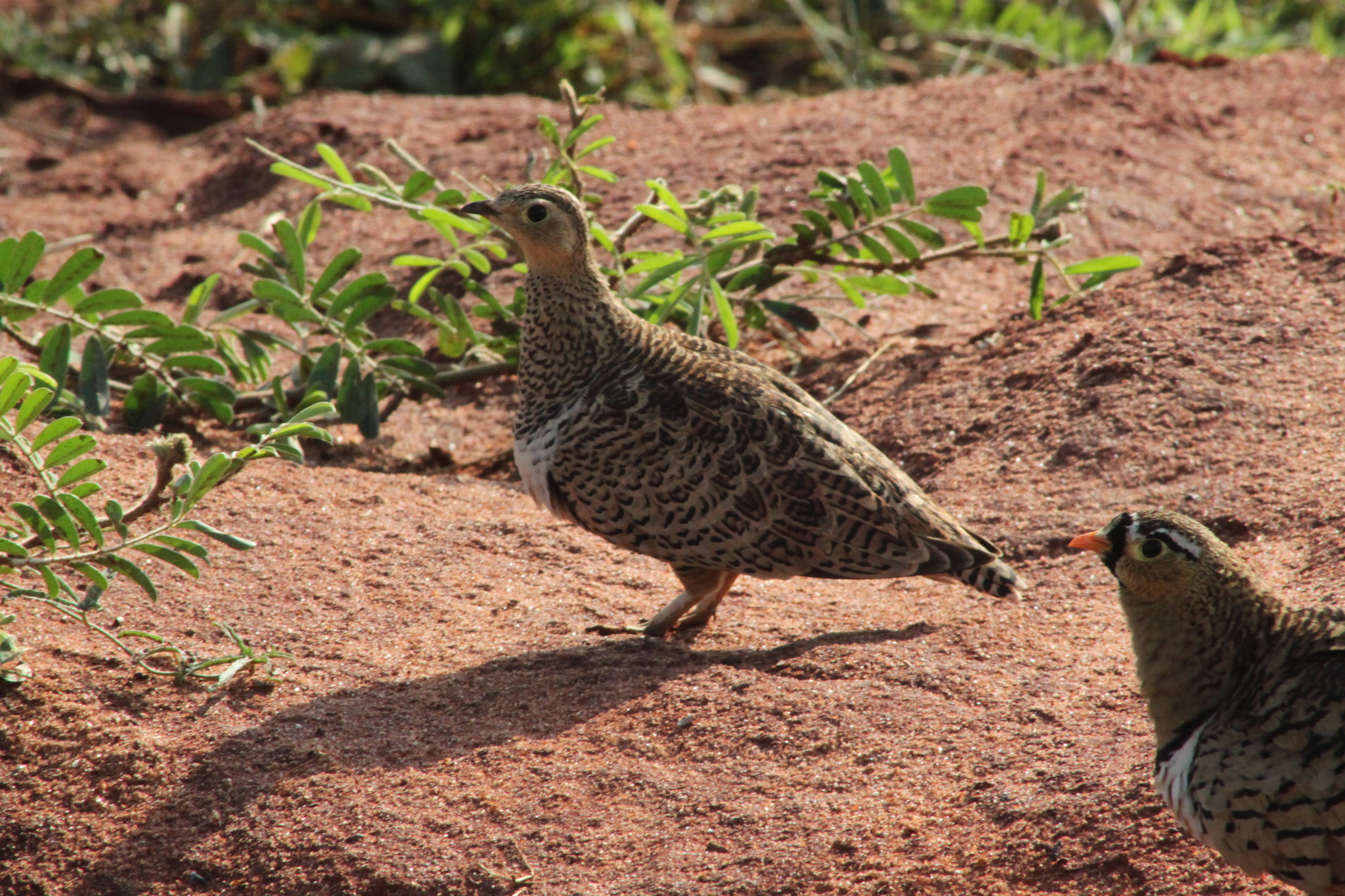 Black-faced Sandgrouse (Pterocles decoratus), photo 3