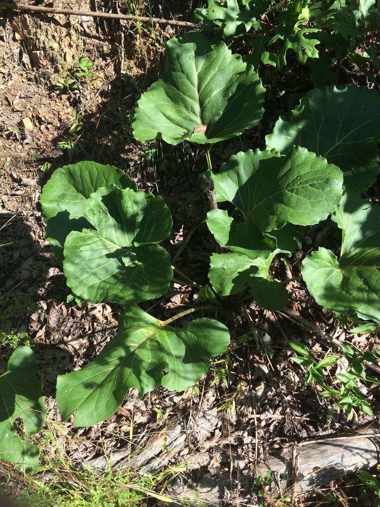 Rhubarb from Meeks Cemetery Rd, Kite, GA, US on August 13, 2019 at 10
