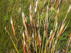 Hypodiscus argenteus