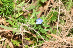 Glandora prostrata
