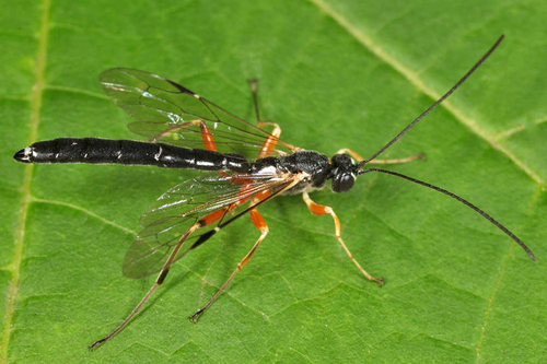 Rhyssella nitida (Cresson, 1864)