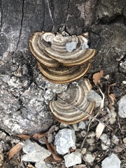 Trametes versicolor