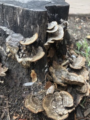 Trametes versicolor