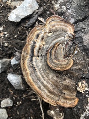 Trametes versicolor