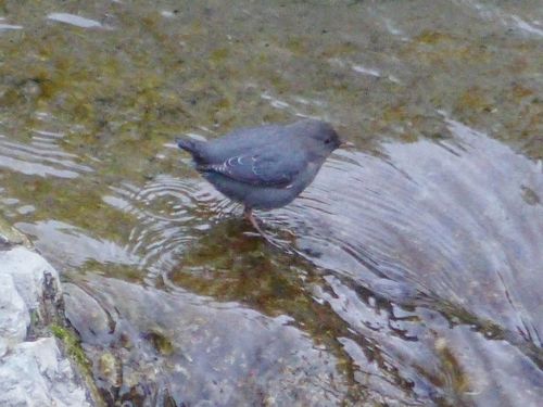 American Dipper