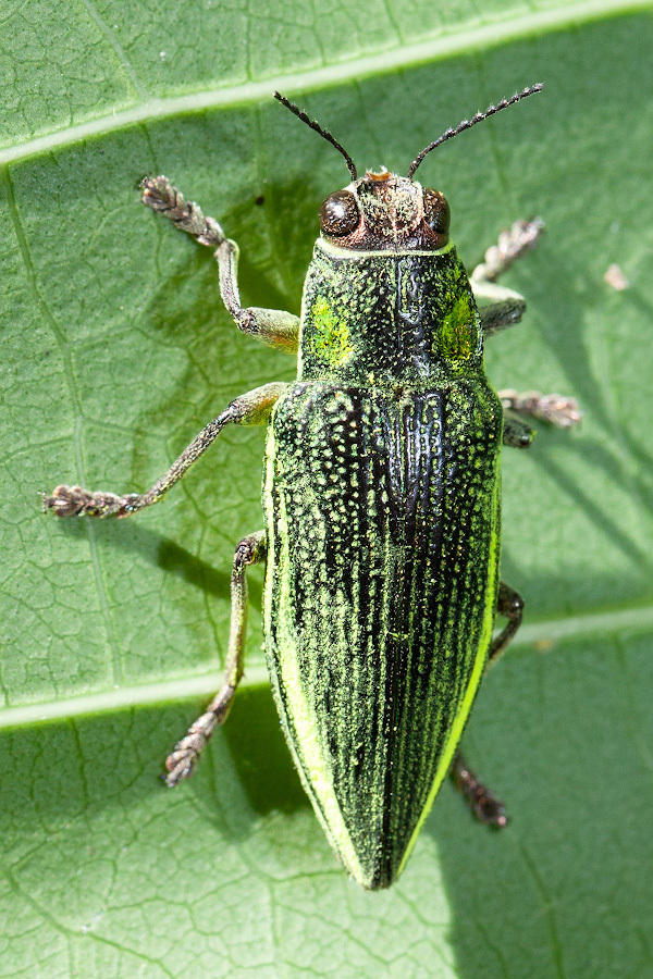 Chrysodema dalmanni