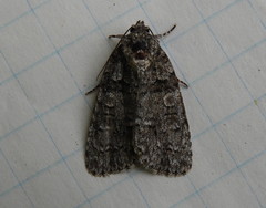 Acronicta tristis