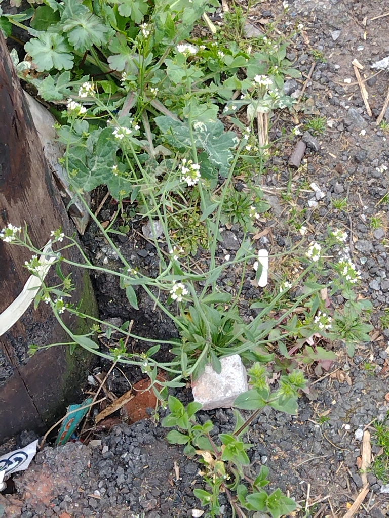 mouse-ear cress from St Paul's, Bristol, UK on March 29, 2025 at 03:21 ...