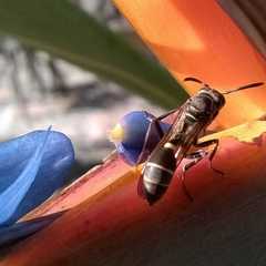 Polybia occidentalis