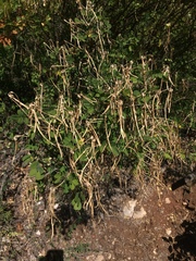 Hippocrepis emerus emeroides