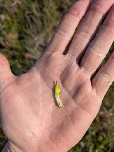 Image of Castilleja mendocinensis by no rights reserved