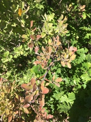 Pyrus elaeagrifolia