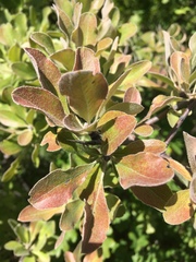 Pyrus elaeagrifolia