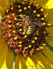 Dianthidium