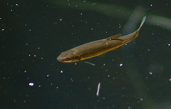 Rhinichthys osculus