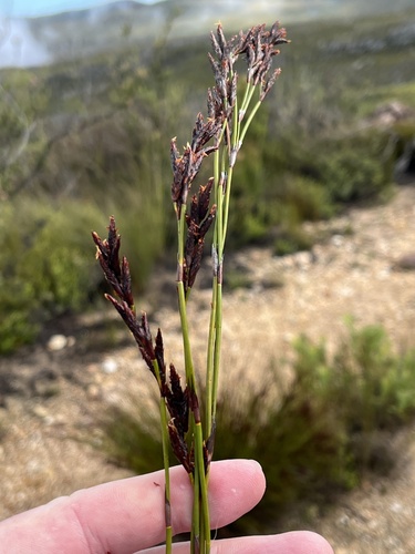 Virginia Reeds (Restio hystrix)