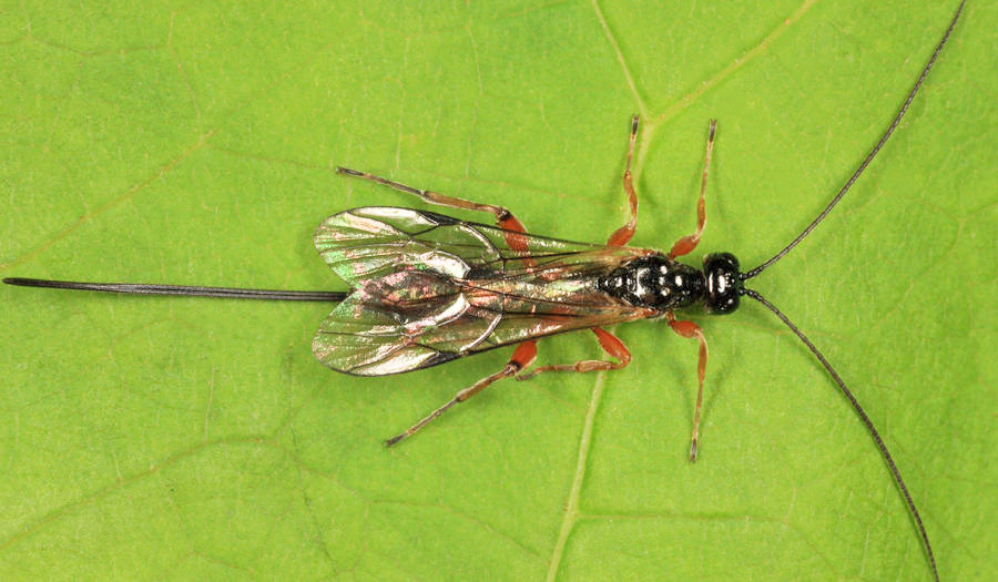 Odontocolon albotibiale