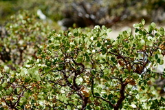 Arctostaphylos patula