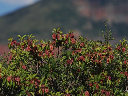 Image of Terminalia phanerophlebia by (c) desertnaturalist, some rights reserved (CC BY)