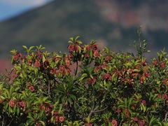 Terminalia phanerophlebia, photograph (c) desertnaturalist, some rights reserved (CC BY)