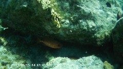 Heteropriacanthus cruentatus