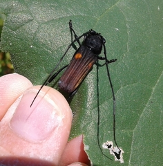 Tragidion coquus
