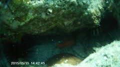 Heteropriacanthus cruentatus