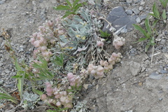 Physaria didymocarpa