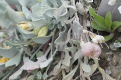 Physaria didymocarpa