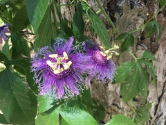 Passiflora incarnata × cincinnata