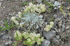 Physaria didymocarpa