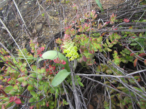 Image of Lachenalia longibracteata by (c) douglaseustonbrown, some rights reserved (CC BY-SA)