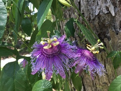 Passiflora incarnata × cincinnata