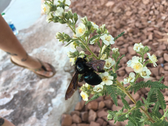 Xylocopa californica arizonensis