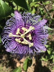 Passiflora incarnata × cincinnata