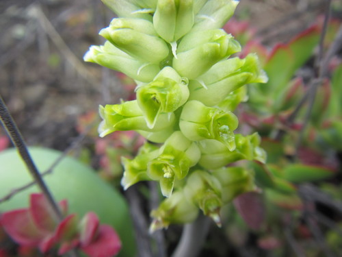 Image of Lachenalia longibracteata by (c) douglaseustonbrown, some rights reserved (CC BY-SA)