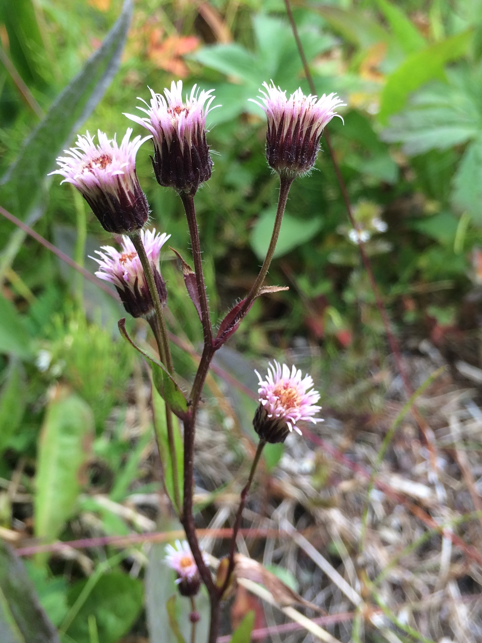 Erigeron politus