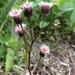 Erigeron politus - Photo (c) anneschaefer, algunos derechos reservados (CC BY-NC), subido por anneschaefer