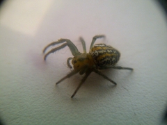 Alpaida variabilis