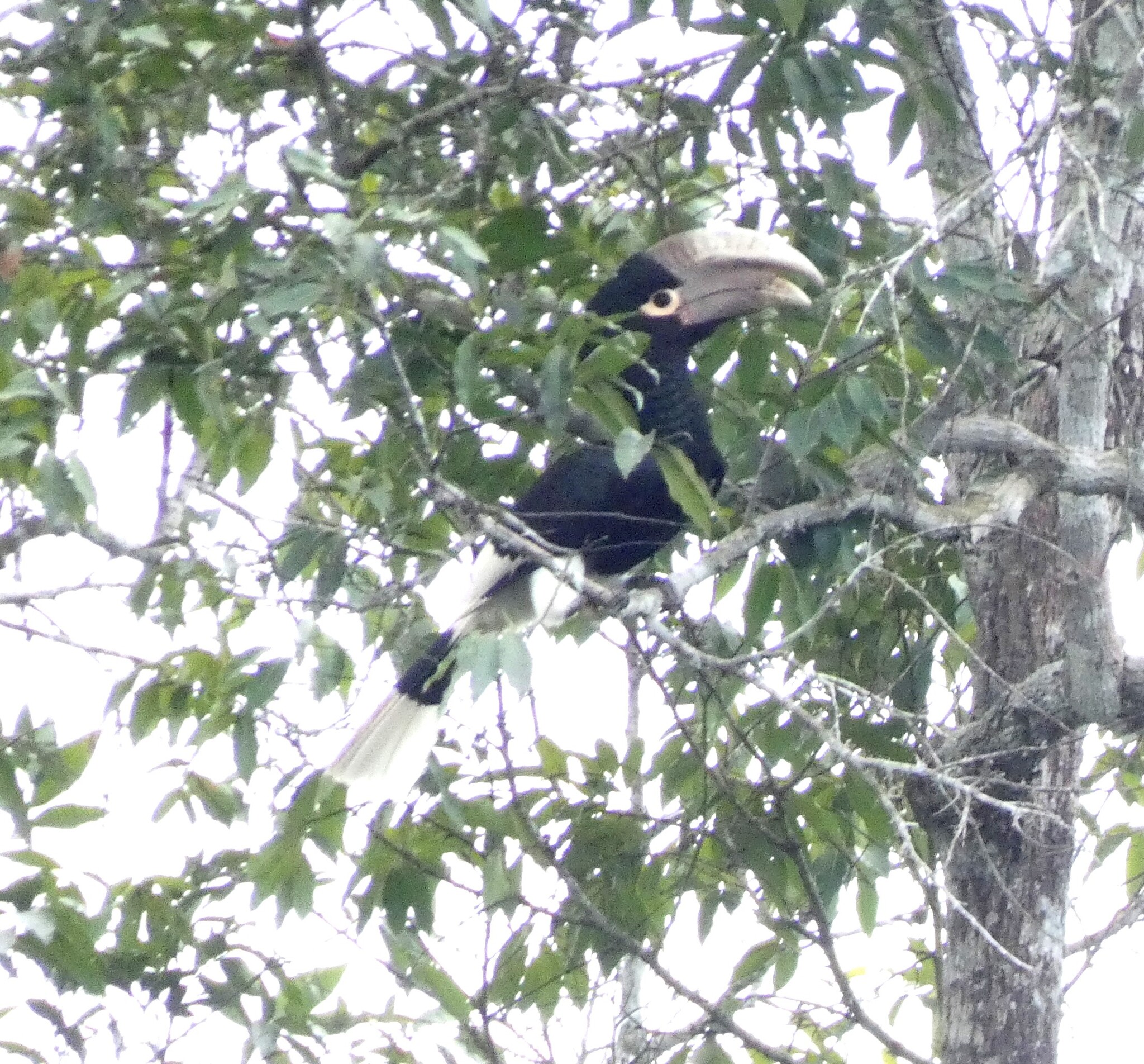 White-thighed Hornbill (Bycanistes albotibialis), photo 3