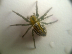 Alpaida variabilis