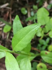 Epilobium lactiflorum